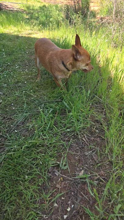 Enlarge Skeeter, a Adoptable mixed breed in Lake Elsinore, CA video 5/5