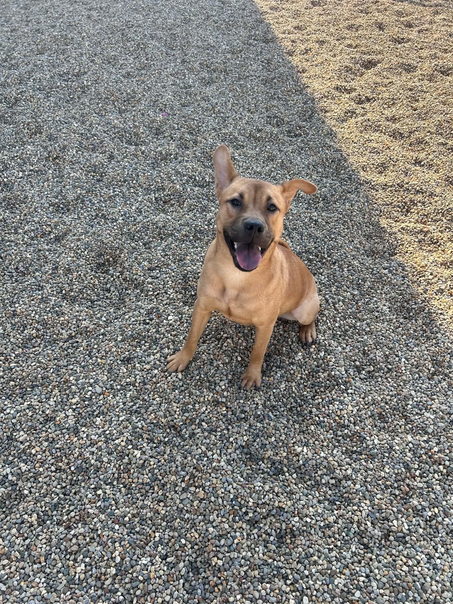 Enlarge Tilly, a Adoptable mixed breed in Kalamazoo, MI image 2/4