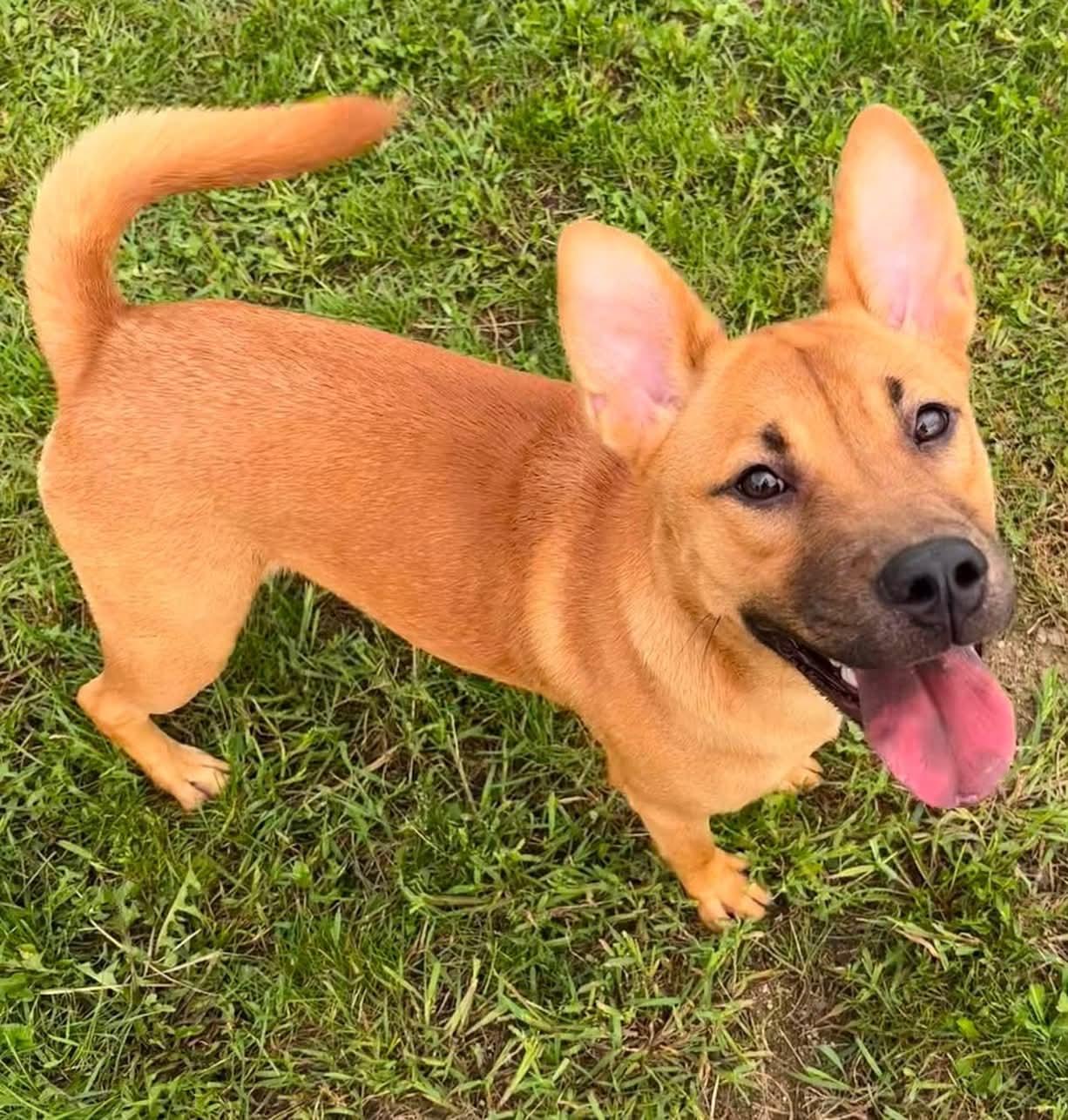 Enlarge Tilly, a Adoptable mixed breed in Kalamazoo, MI image 1/4