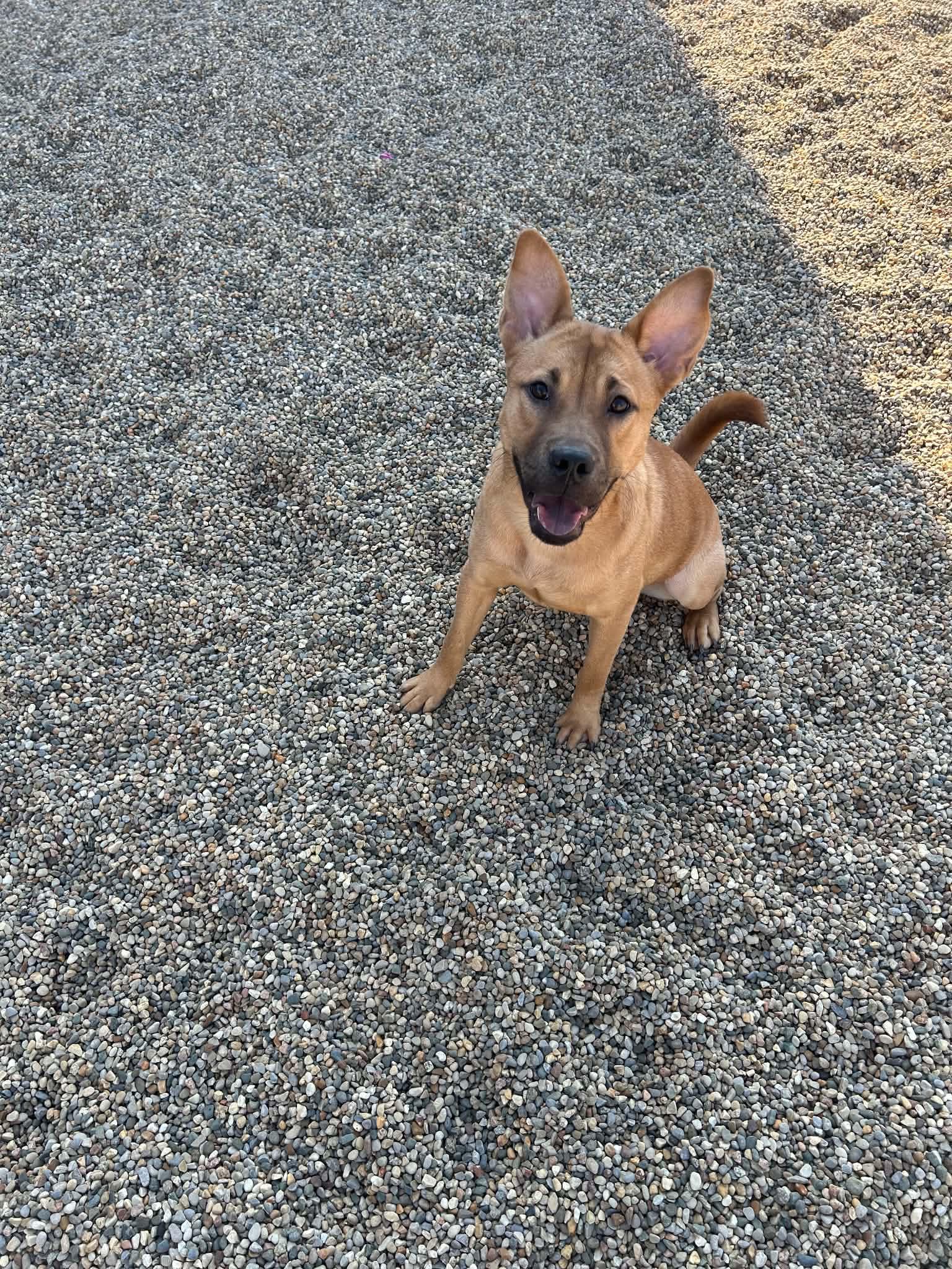 Enlarge Tilly, a Adoptable mixed breed in Kalamazoo, MI image 3/4