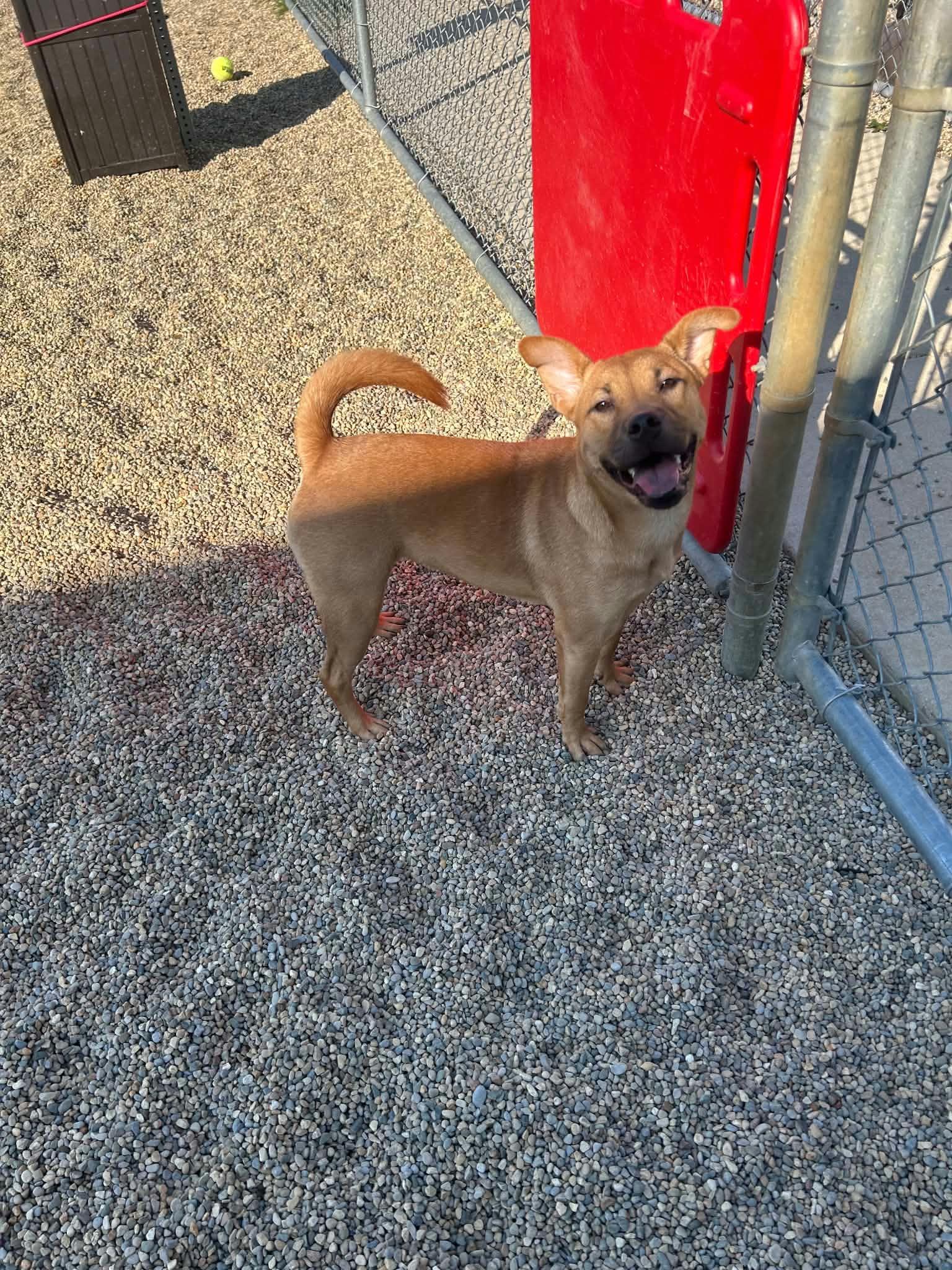 Enlarge Tilly, a Adoptable mixed breed in Kalamazoo, MI image 4/4