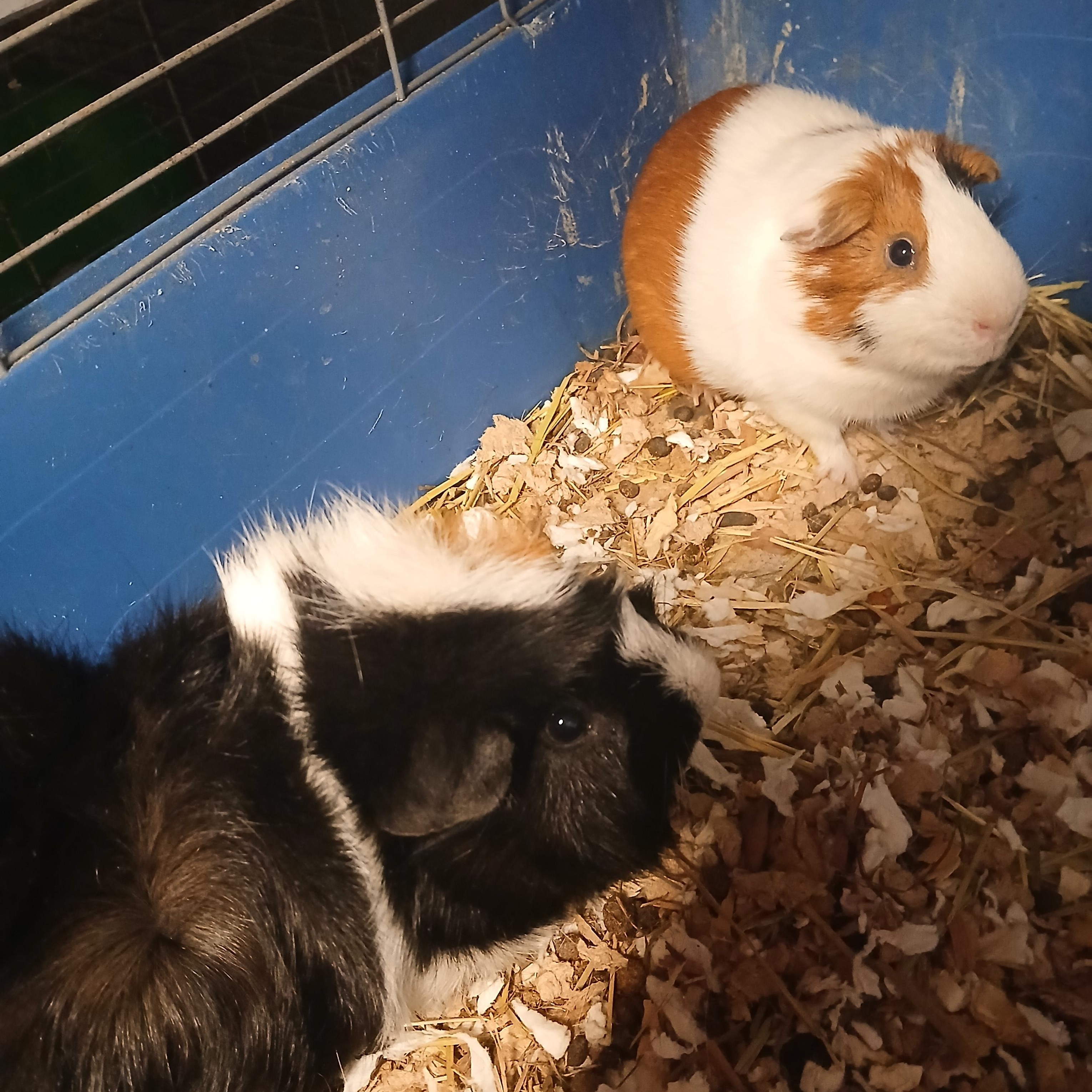 Bon and Jovi, Adoptable, Adult Male Abyssinian.