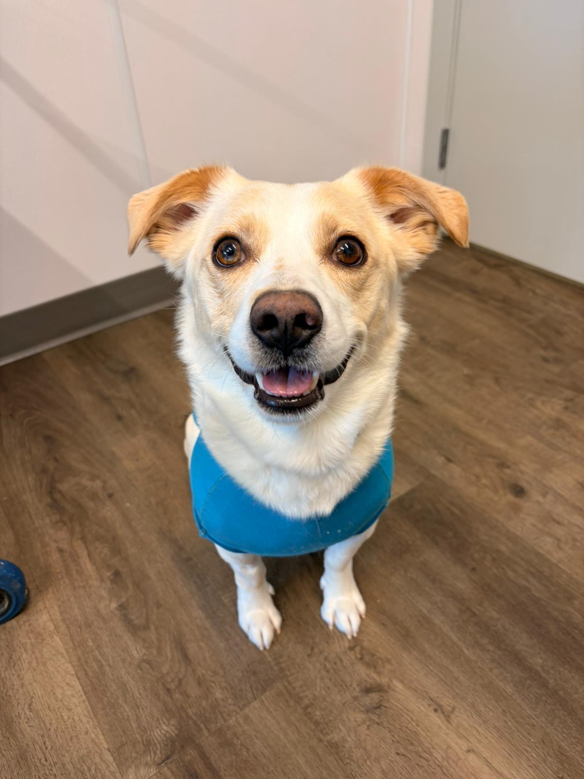 Ryder, ADOPTABLE, Adult Male Corgi.