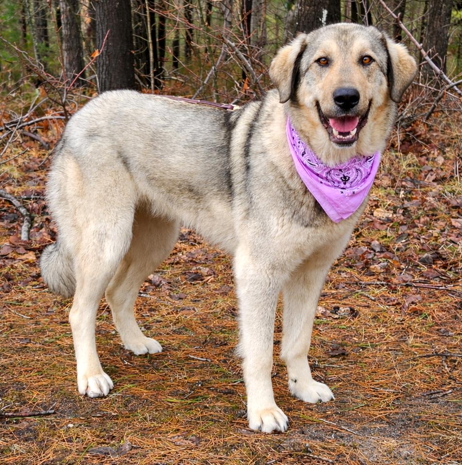 Enlarge Luna, a ADOPTABLE mixed breed in Cheboygan, MI image 1/6