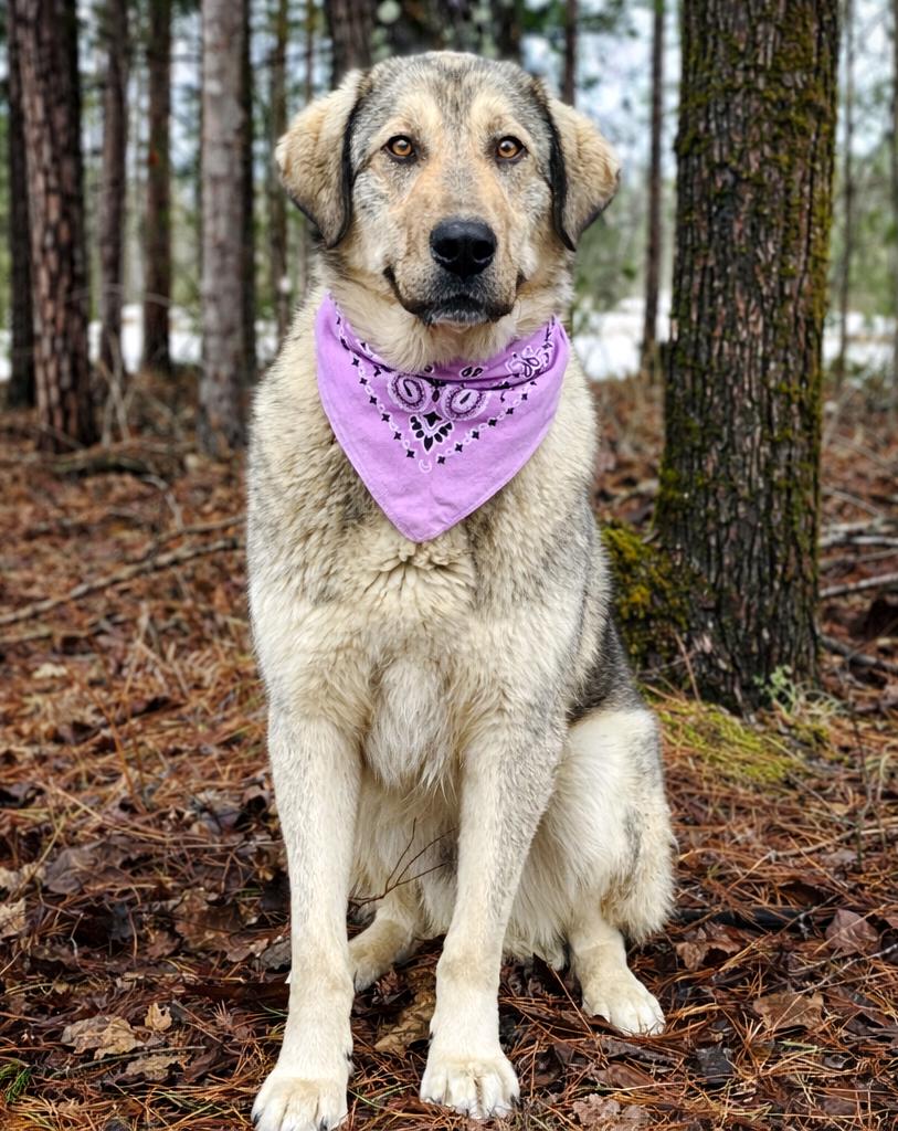 Enlarge Luna, a ADOPTABLE mixed breed in Cheboygan, MI image 3/6