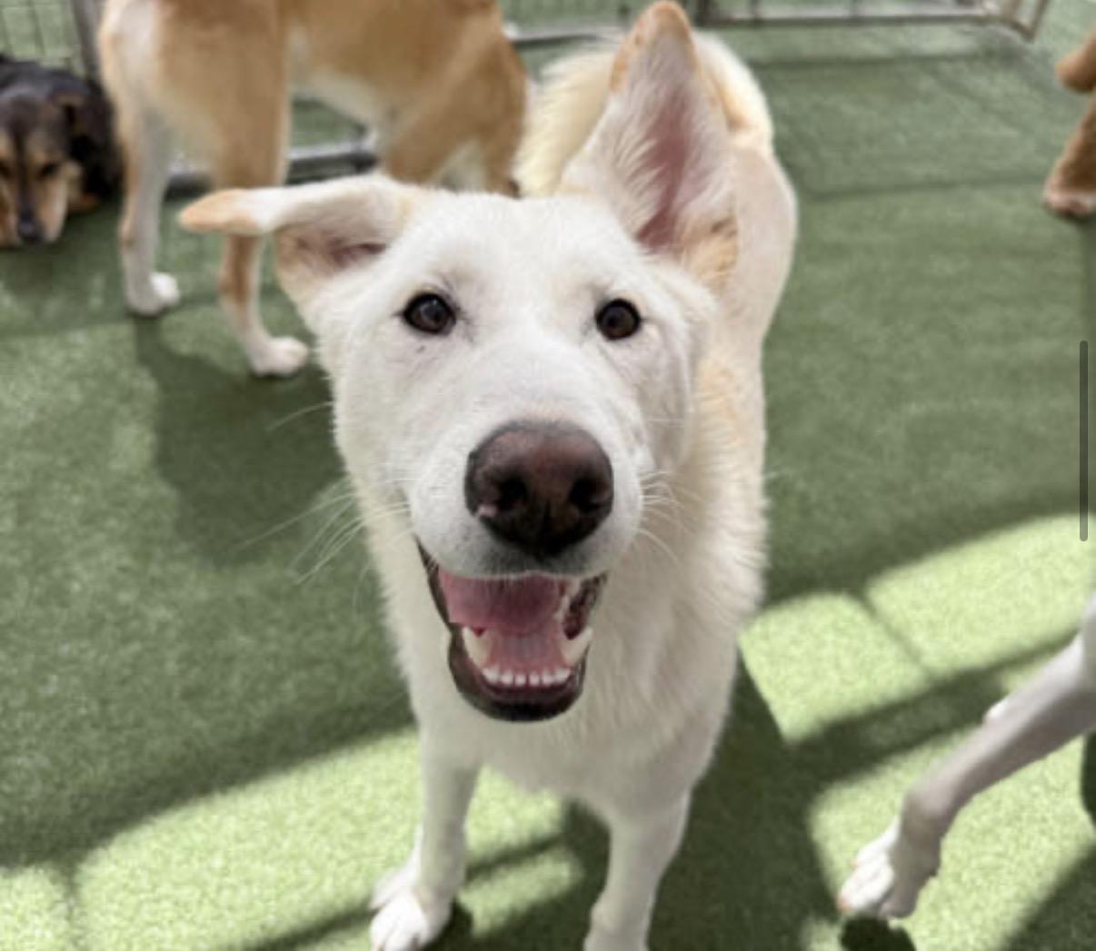 Archie, a ADOPTABLE mixed breed in Tarzana, CA image 2/5