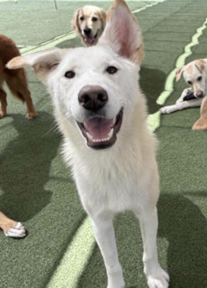 Archie, ADOPTABLE, Young Male Jindo.