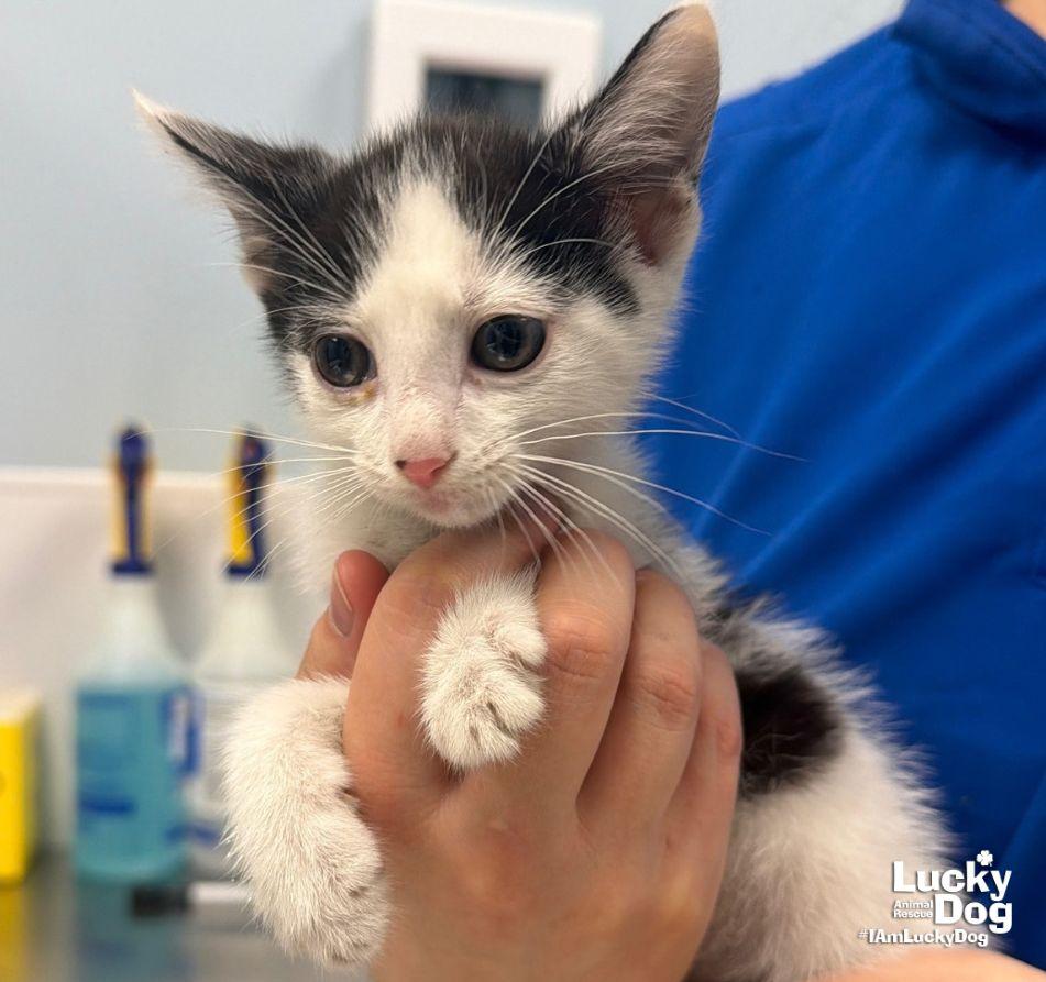 Tucker, Adoptable, Kitten Male Domestic Short Hair.