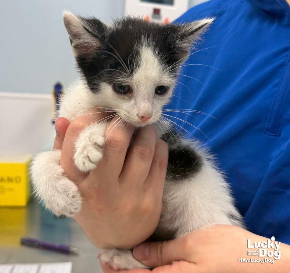 Enlarge Tucker, a Adoptable Domestic Short Hair in Washington, DC image 2/3