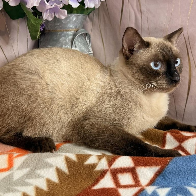 Enlarge Papa, a Adoptable Siamese in Newburgh , NY image 2/3