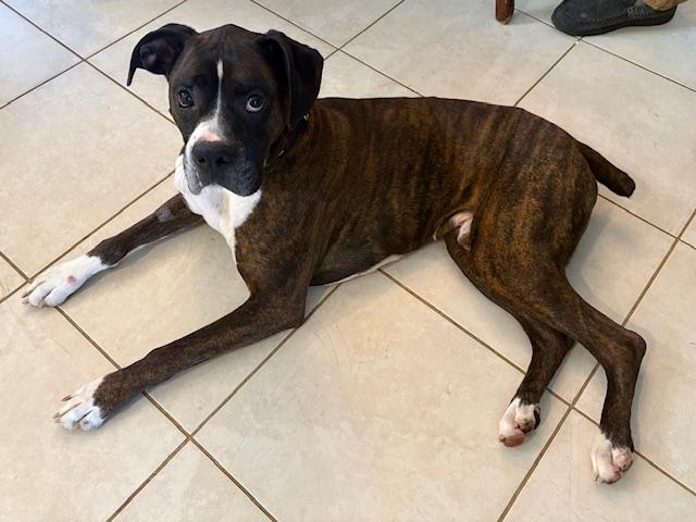 Barkley, ADOPTABLE, Adult Male Boxer.