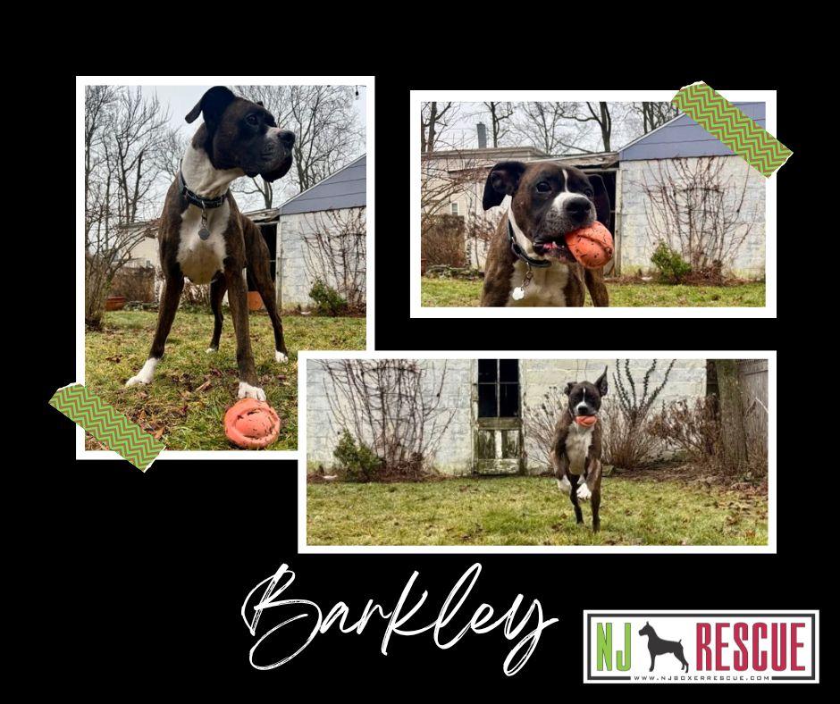 Enlarge Barkley , a ADOPTABLE Boxer in Middlesex, NJ image 1/5