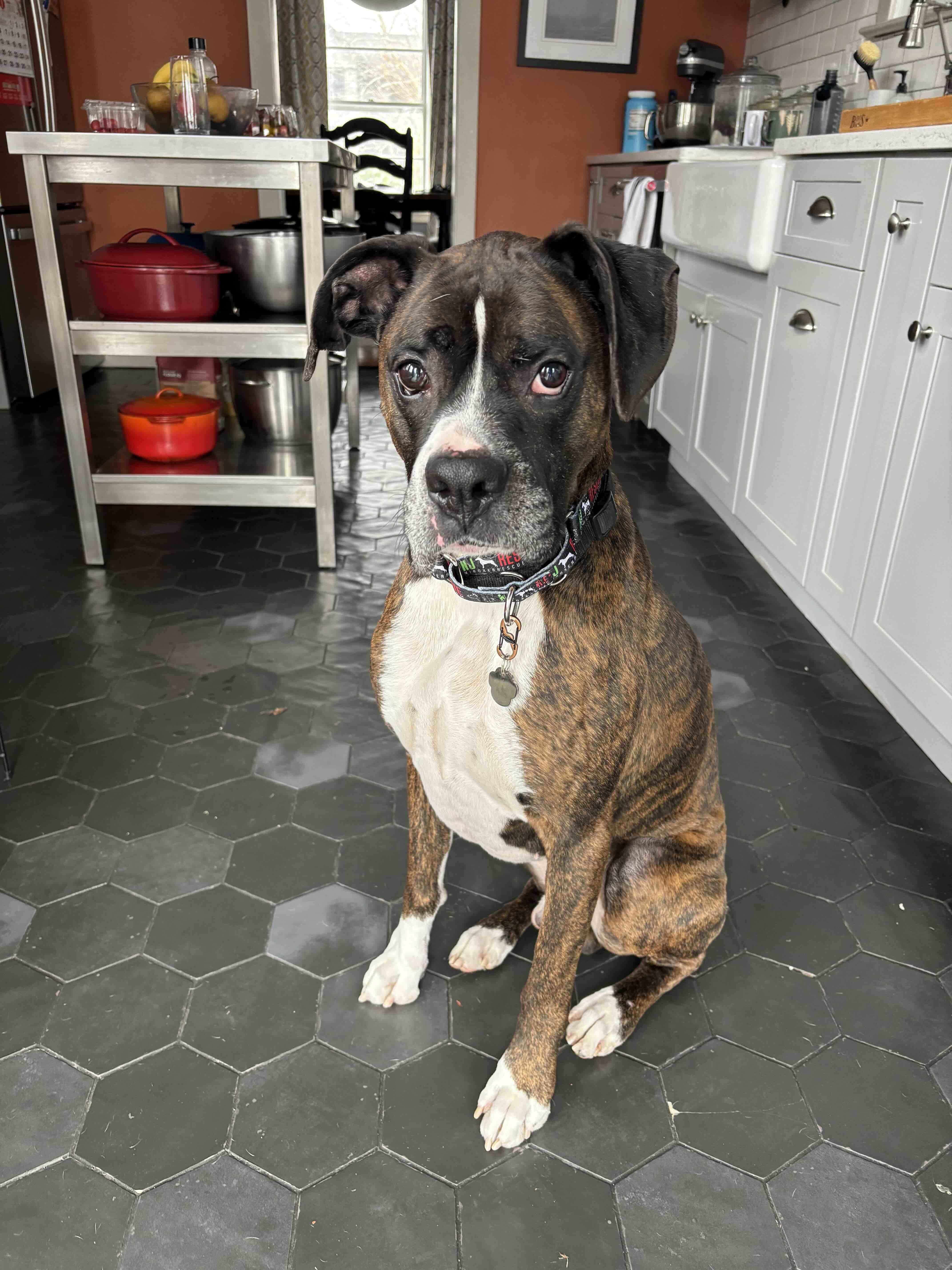 Enlarge Barkley , a ADOPTABLE Boxer in Middlesex, NJ image 3/6