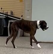 Enlarge Barkley - URGENT NEED FOSTER - Must be an only dog, a ADOPTABLE Boxer in Middlesex, NJ image 5/6