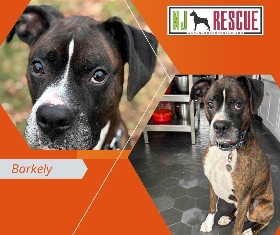 Barkley , ADOPTABLE, Adult Male Boxer.