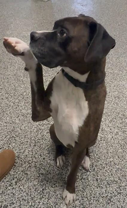 Enlarge Barkley , a ADOPTABLE Boxer in Middlesex, NJ image 6/6