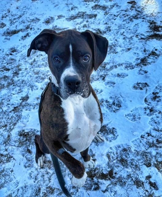 Enlarge Barkley, a ADOPTABLE Boxer in Middlesex, NJ image 4/4