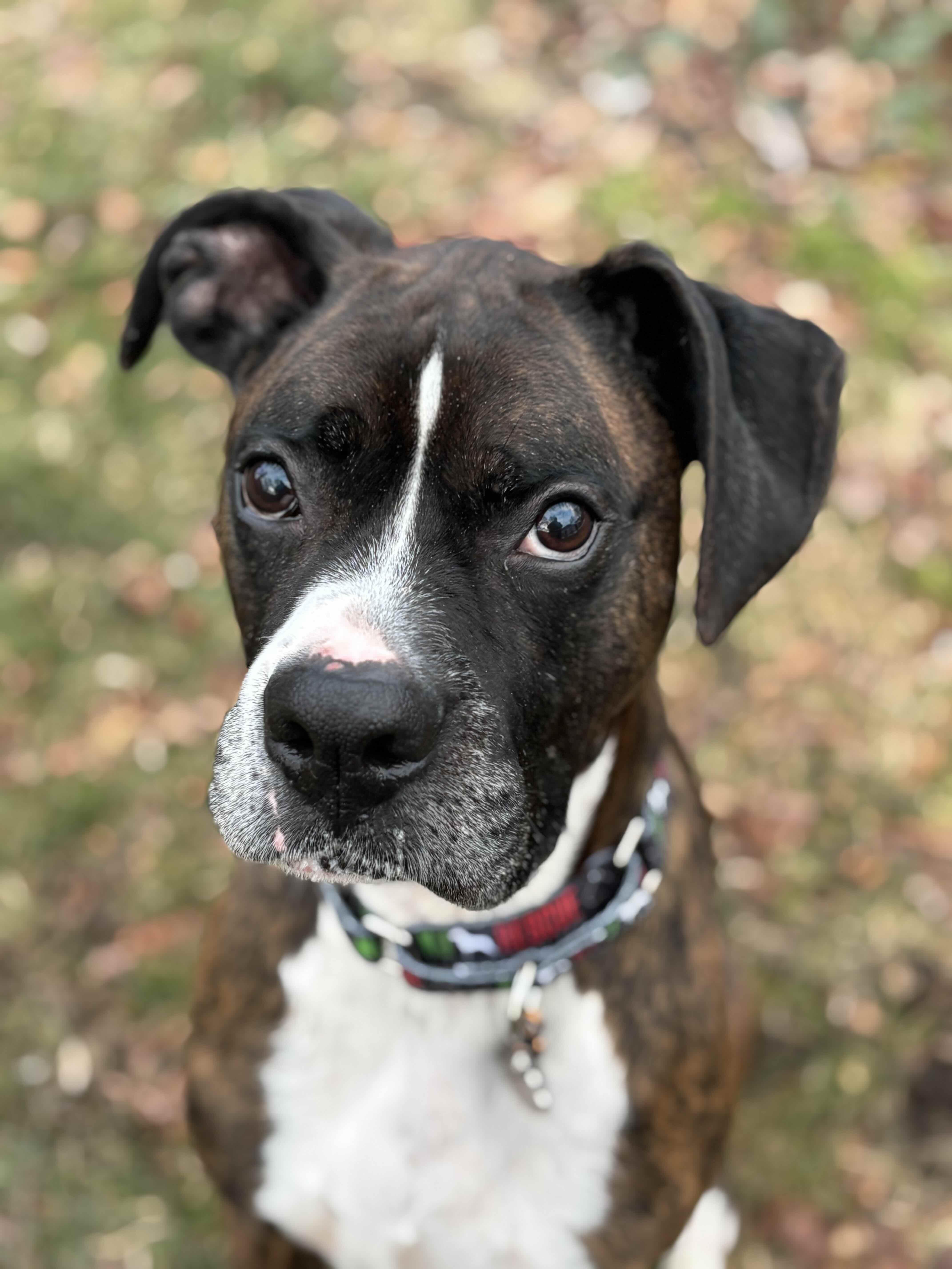 Enlarge Barkley , a ADOPTABLE Boxer in Middlesex, NJ image 2/6