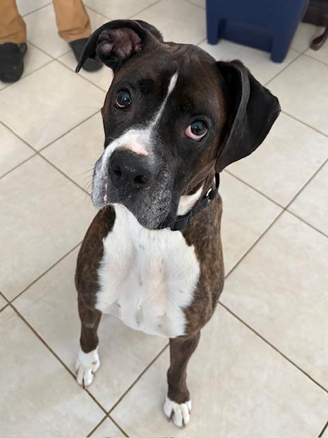 Enlarge Barkley, a ADOPTABLE Boxer in Middlesex, NJ image 3/4