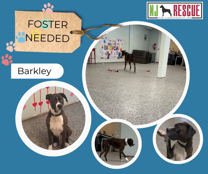 Enlarge Barkley - URGENT NEED FOSTER - Must be an only dog, a ADOPTABLE Boxer in Middlesex, NJ video 1/6