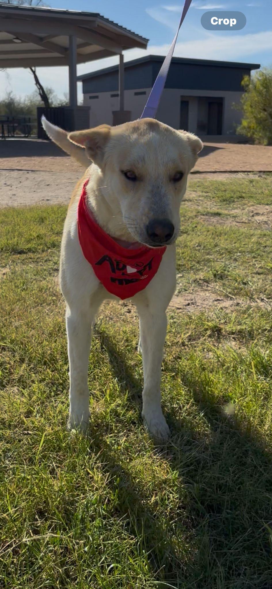 Enlarge Honey, a Adoptable mixed breed in Grove City, PA image 2/4