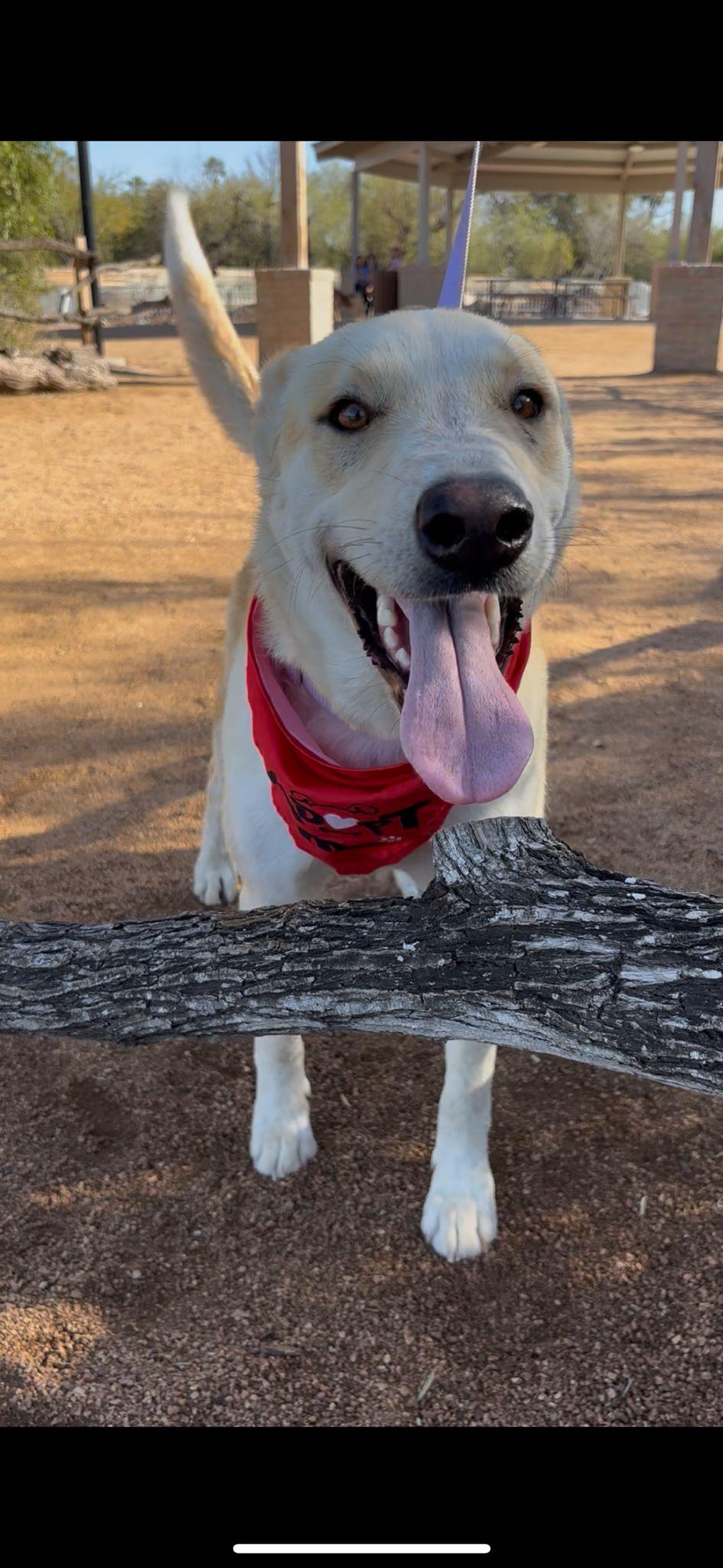 Enlarge Honey, a Adoptable mixed breed in Grove City, PA image 4/4