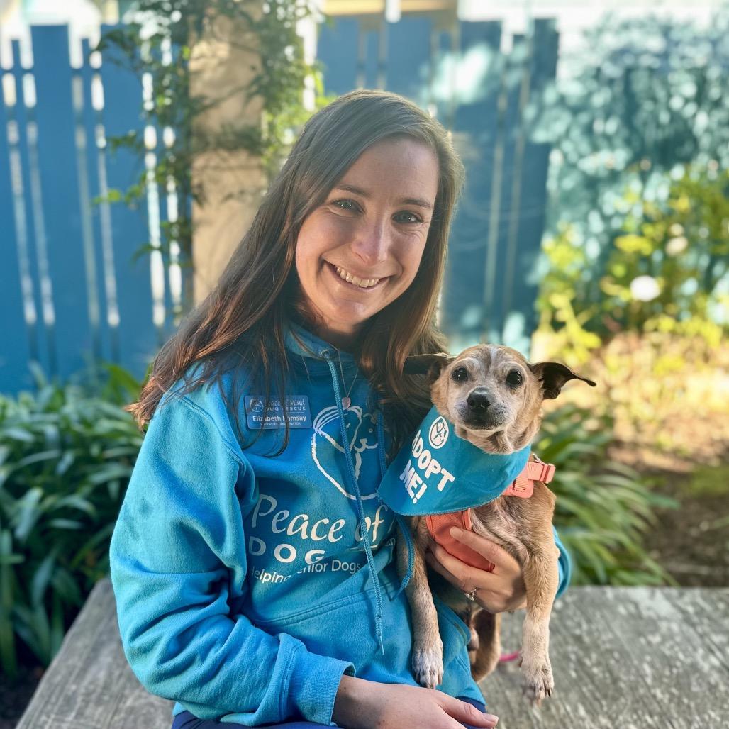 Gingerbread, a Adoptable Chihuahua in Pacific Grove, CA image 1/6