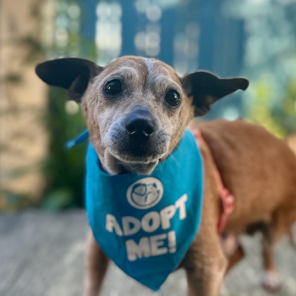 Gingerbread, a Adoptable Chihuahua in Pacific Grove, CA image 2/6