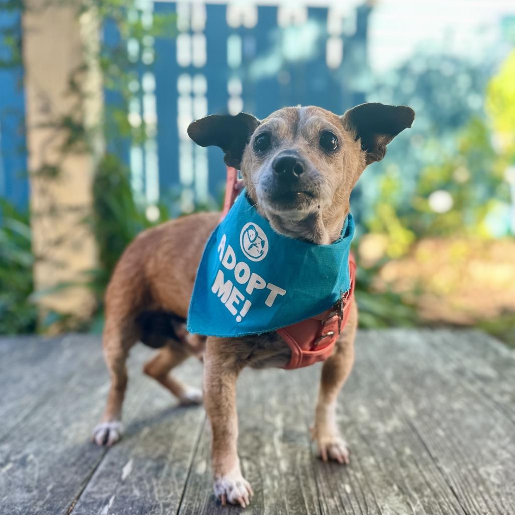 Gingerbread, a Adoptable Chihuahua in Pacific Grove, CA image 3/6