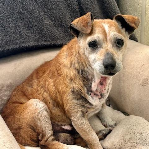 Gingerbread — thumbnail 4