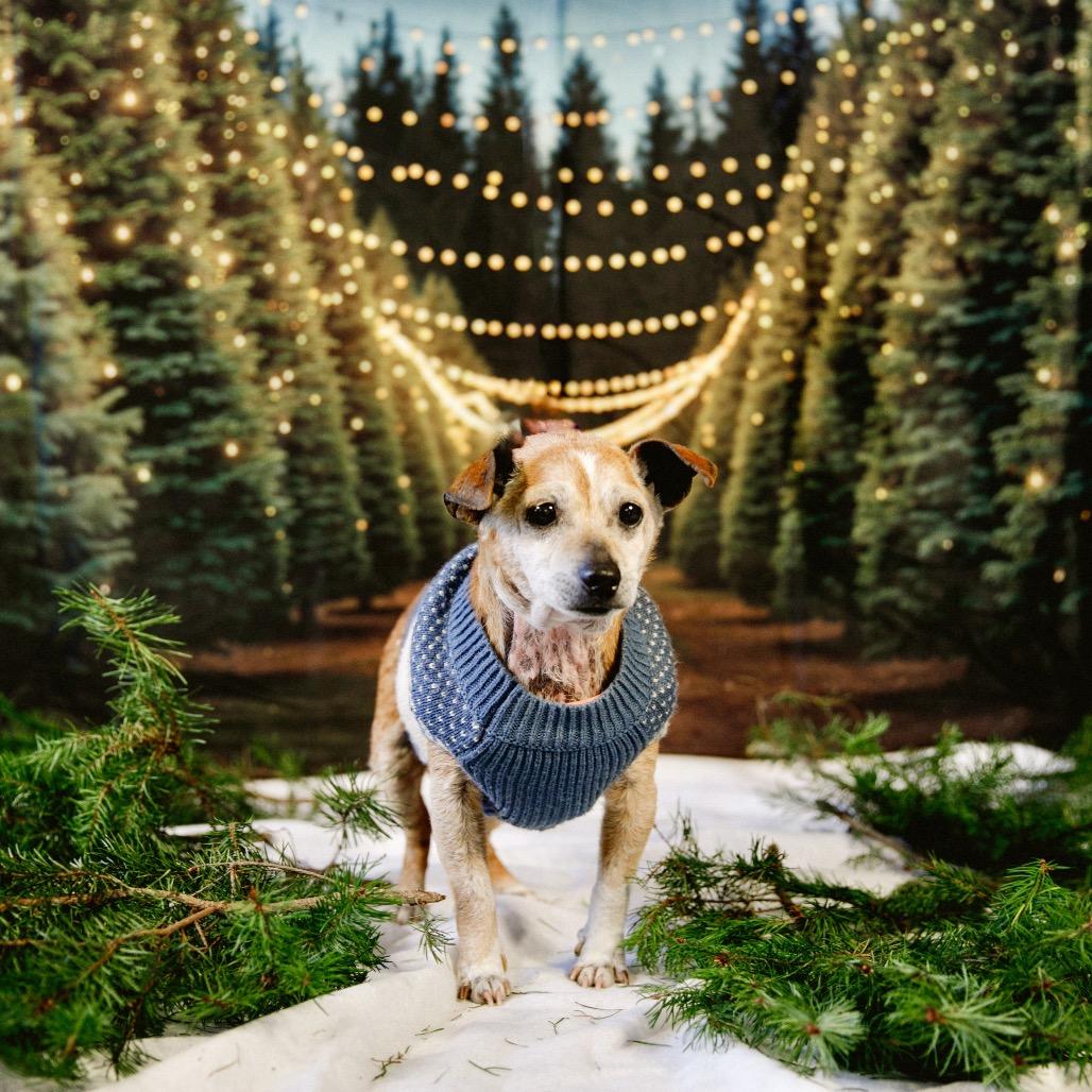 Gingerbread, a Adoptable Chihuahua in Pacific Grove, CA image 5/6
