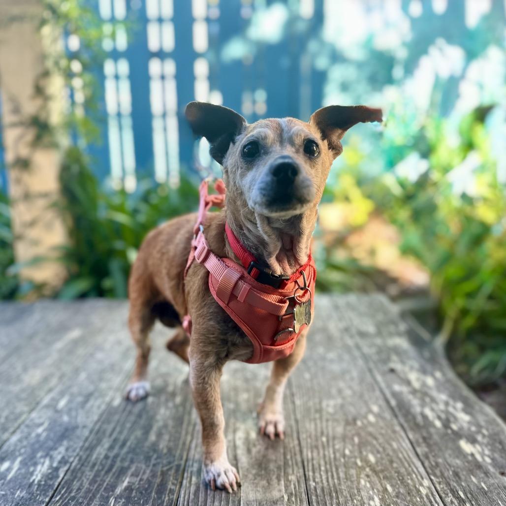 Gingerbread, a Adoptable Chihuahua in Pacific Grove, CA image 6/6