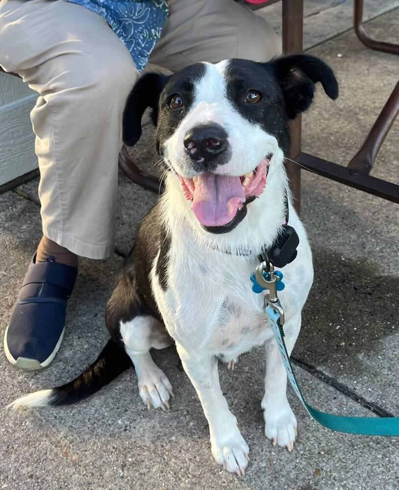 Dolly Parton, Adoptable, Adult Female Border Collie & Mixed Breed.