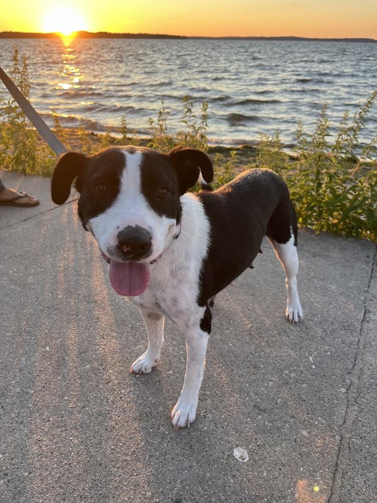 Enlarge Dolly Parton, a Adoptable mixed breed in Waunakee, WI image 3/6
