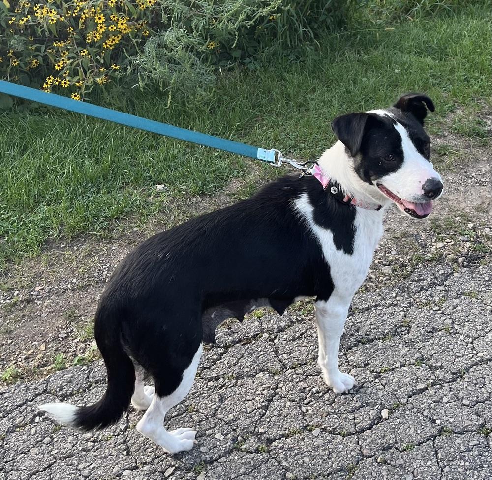 Enlarge Dolly Parton, a Adoptable mixed breed in Waunakee, WI image 4/6