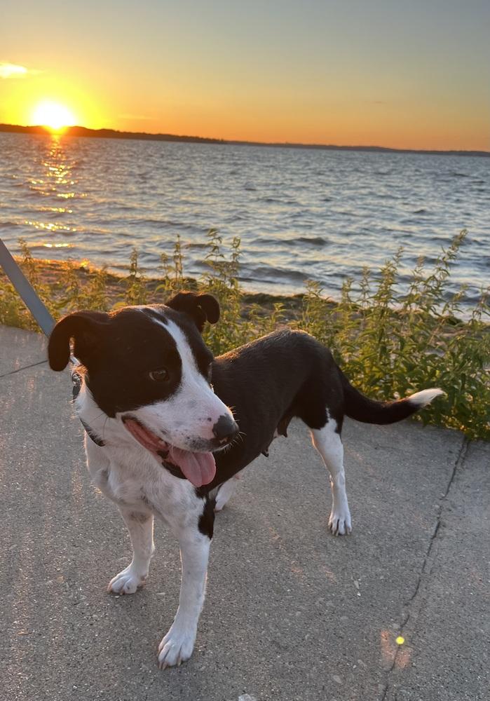 Enlarge Dolly Parton, a Adoptable mixed breed in Waunakee, WI image 6/6