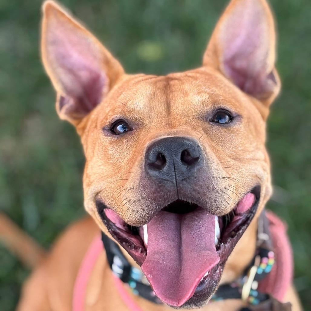 Winnie the Pooh, Adoptable, Young Male Terrier.