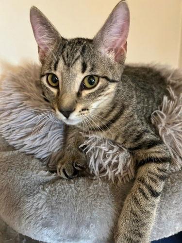 Mimi - Petsmart Plantation Foster Home, Adoptable, Young Female Domestic Short Hair.