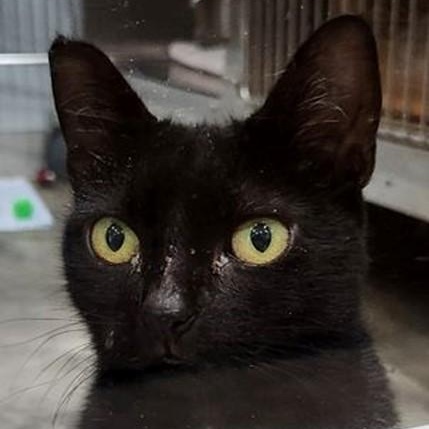 Brooke, Adoptable, Adult Female Tuxedo.