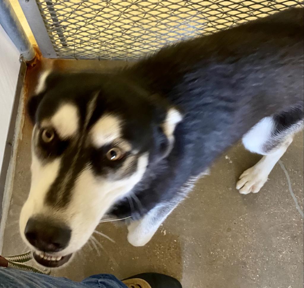 Enlarge BUDDY, a Adopted Husky in Belton, TX image 1/1