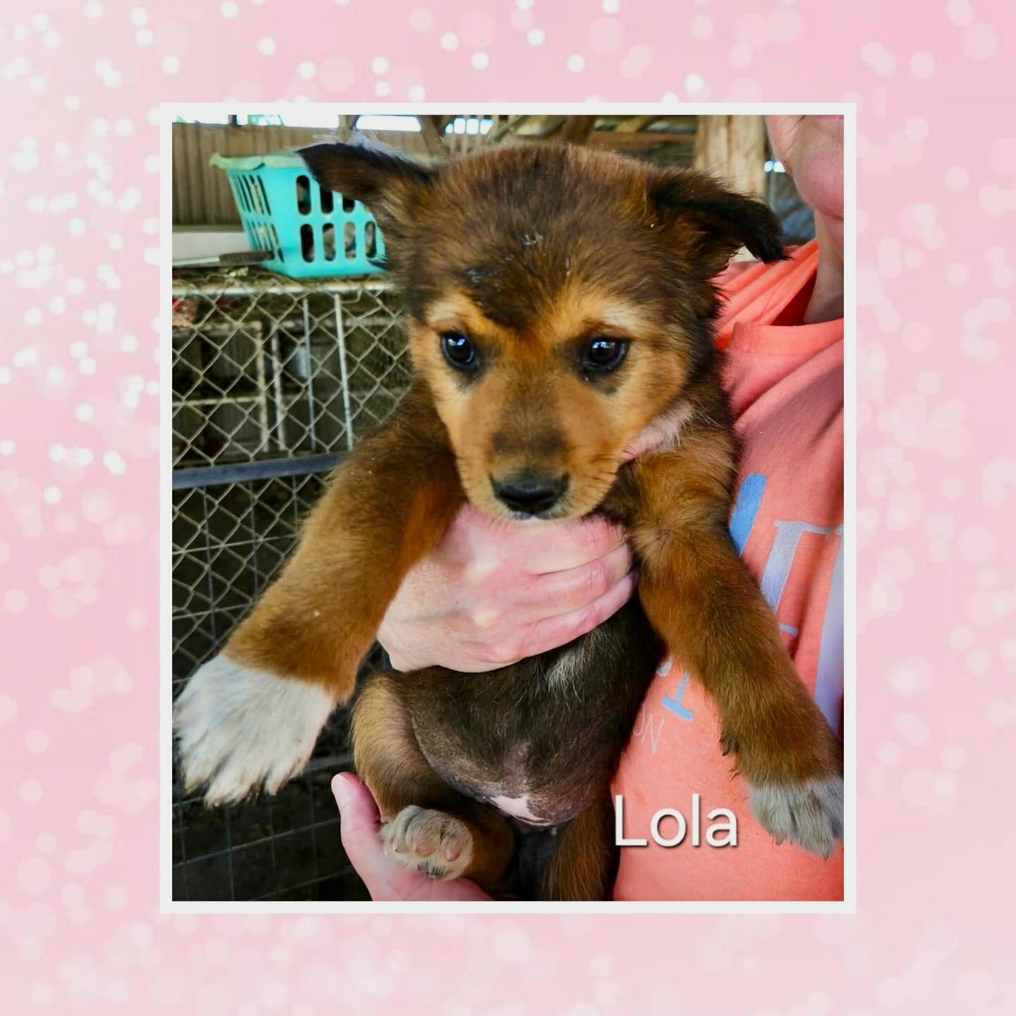 Lola, Adoptable, Young Female Australian Cattle Dog / Blue Heeler & Retriever.