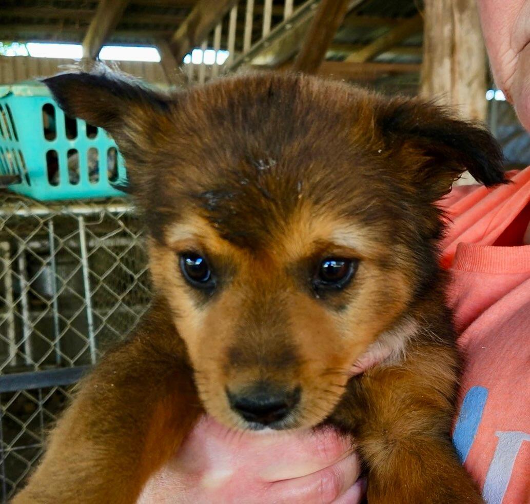 Lola, a Adoptable mixed breed in Raleigh, NC image 2/3