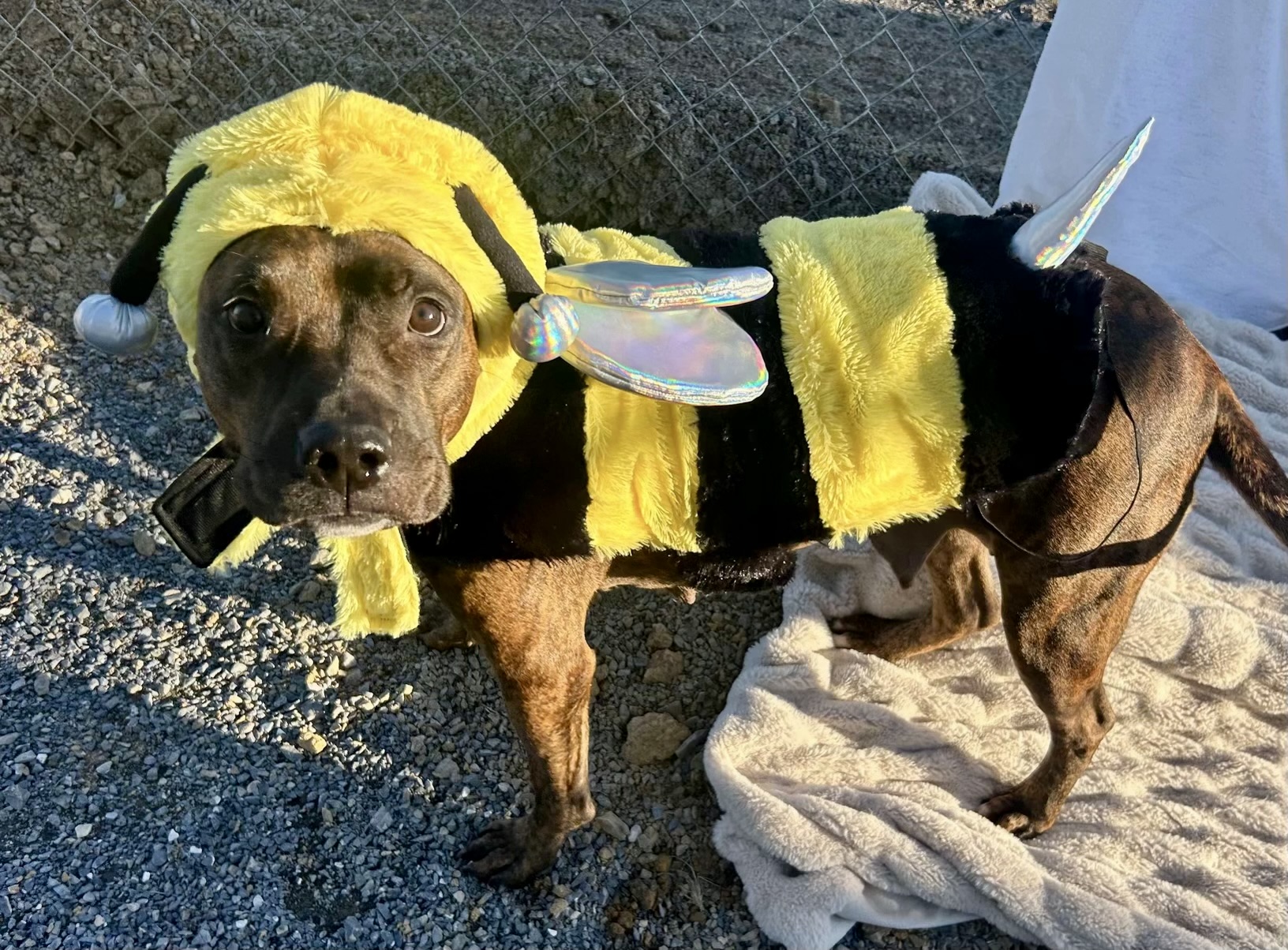 Enlarge Katie, a Adoptable mixed breed in Mechanicsburg, PA image 5/6