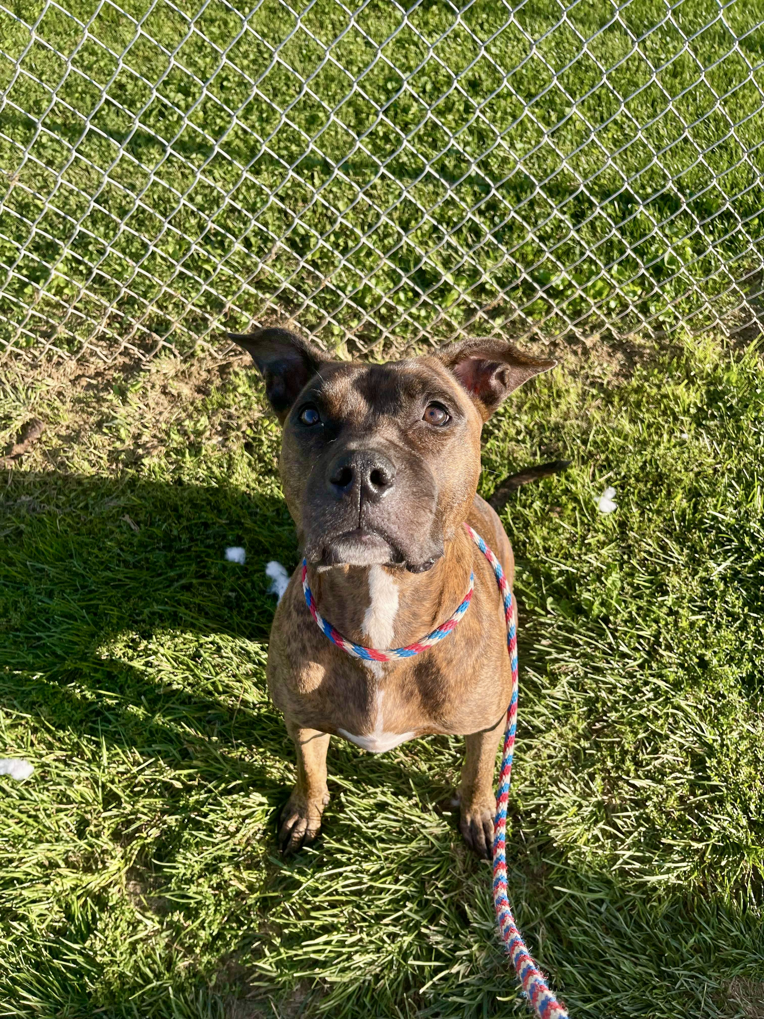 Enlarge Katie, a Adoptable mixed breed in Mechanicsburg, PA image 4/6