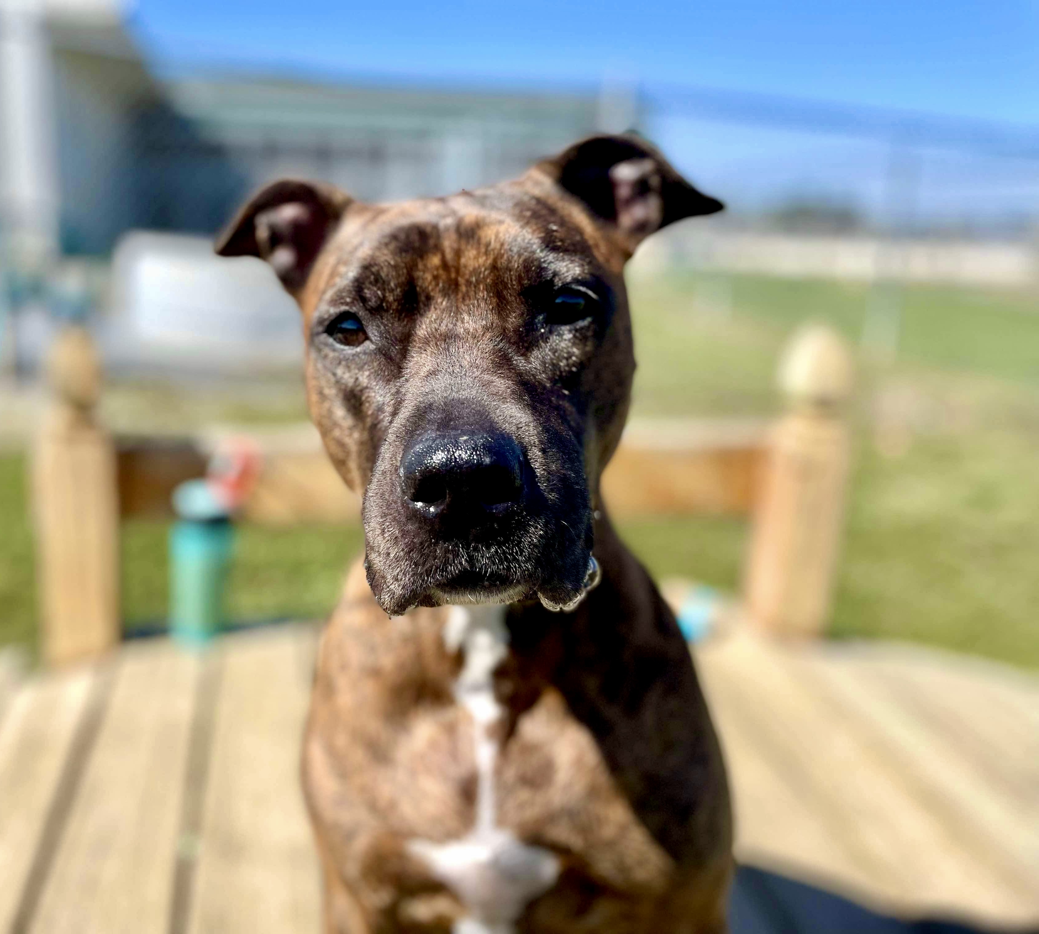 Enlarge Katie, a Adoptable mixed breed in Mechanicsburg, PA image 3/6