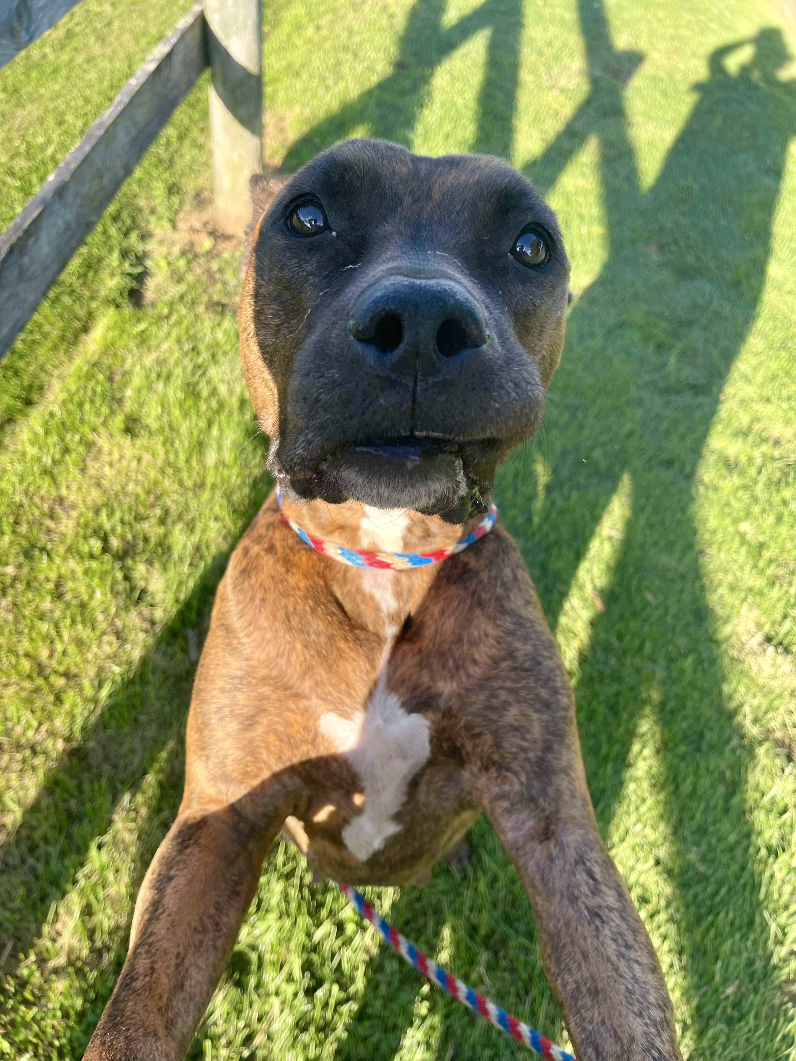 Katie, Adoptable, Young Female Pit Bull Terrier.