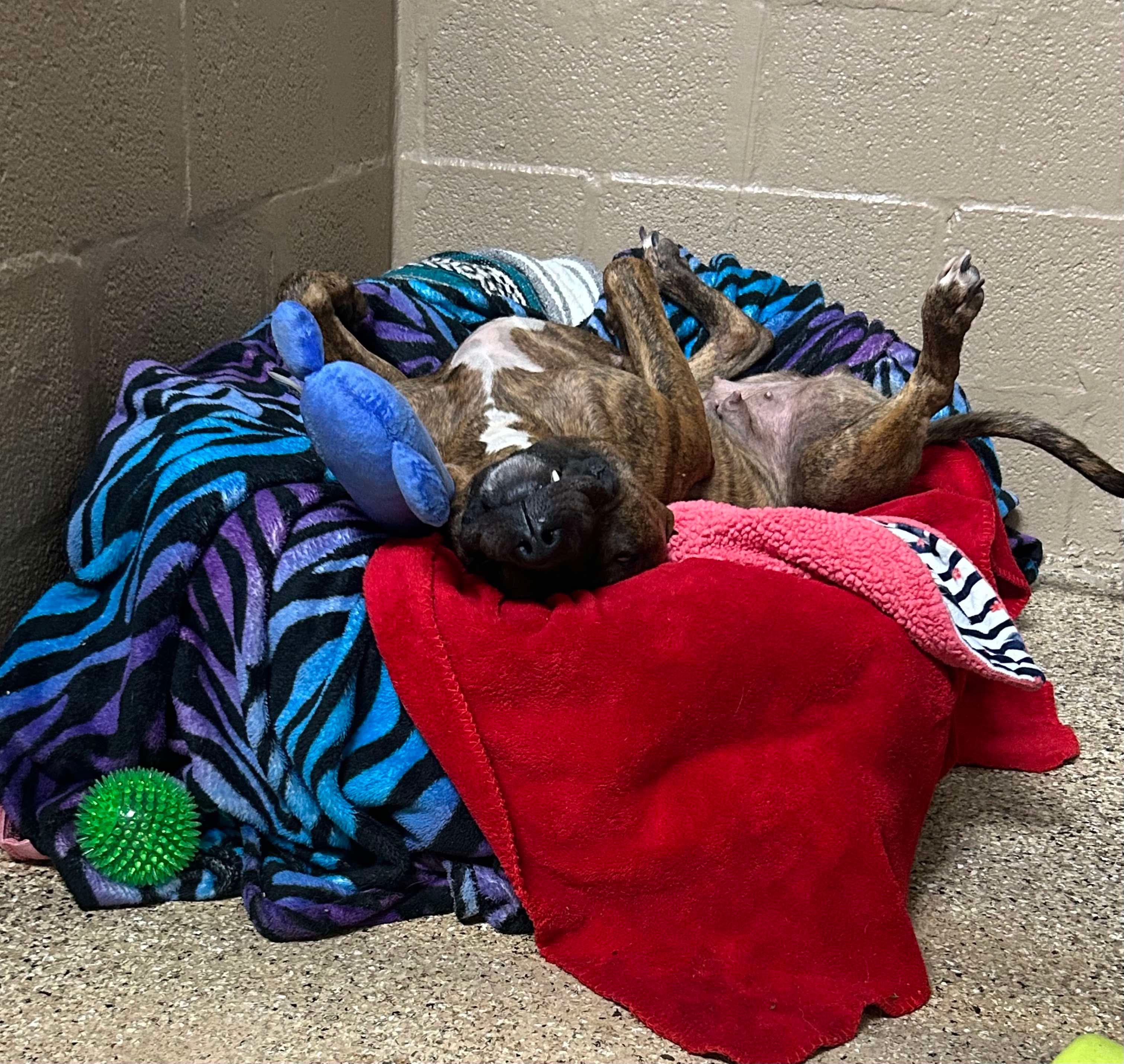 Enlarge Katie, a Adoptable mixed breed in Mechanicsburg, PA image 6/6