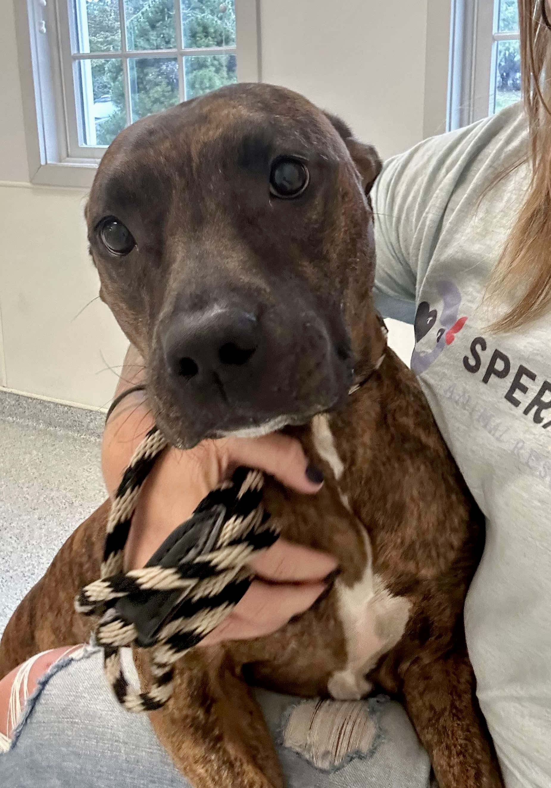 Enlarge Katie, a Adoptable mixed breed in Mechanicsburg, PA image 2/6