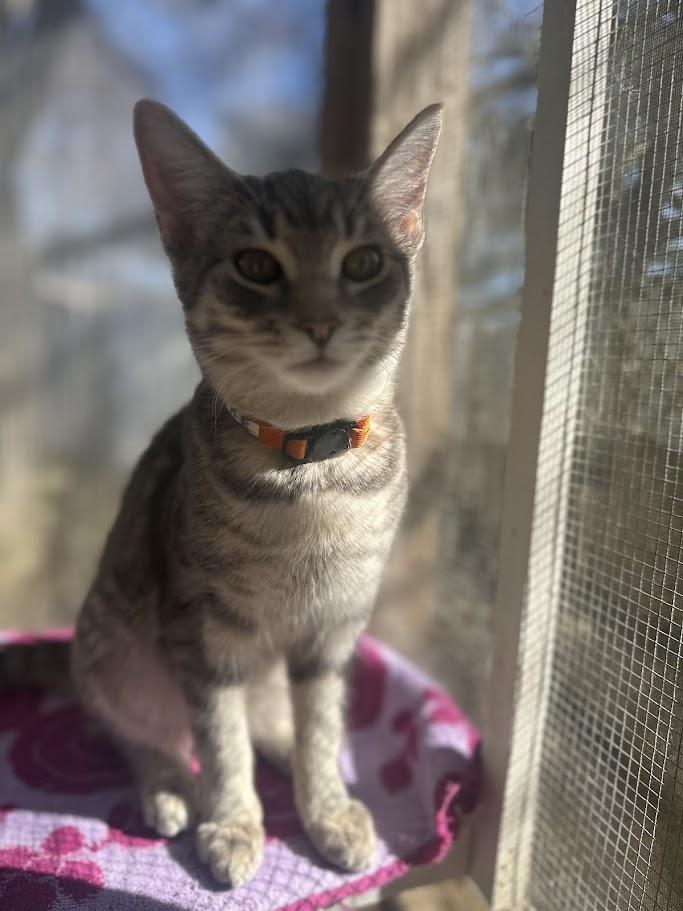 Enlarge Oakley, a ADOPTABLE American Shorthair in Cape May, NJ image 1/1