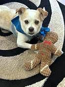 Gizmo Clark photo